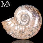 A Museo Maat XXL - Gigantische Maat - Grote, Verzamelen, Mineralen en Fossielen