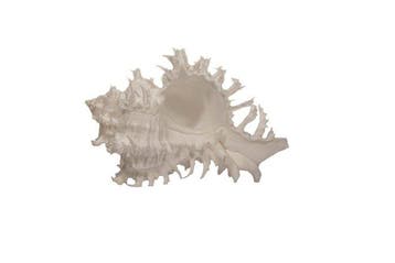 Zeldzame albino-endivieslak: Hexaplex endivia f. albino (90, Nieuw
