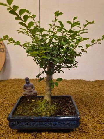 Liguster bonsai (Ligustrum) - Hoogte (boom): 27 cm - Diepte
