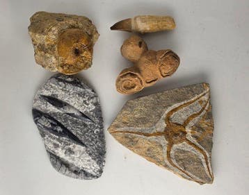 Gefossiliseerd dier - Mixed Fossil Collection from Morocco