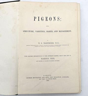 Tegetmeier - Pigeons - 1868