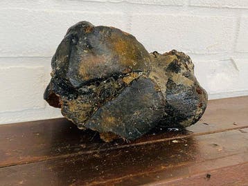 Mammouth laineux - Fragment fossilisé - Mammuthus