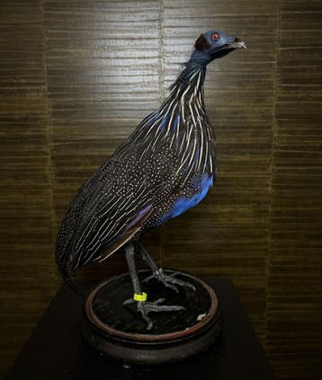 Gierparelhoen Taxidermie Opgezette Dieren By Max, Ophalen of Verzenden, Nieuw, Vogel, Opgezet dier