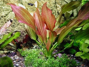 Echinodorus Red Chili - pot, Verzenden, Nieuw