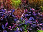 Bucephalandra Brownie Ghost - In Vitro, Dieren en Toebehoren, Vissen | Aquaria en Toebehoren, Verzenden, Nieuw