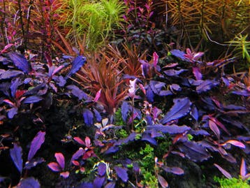 Bucephalandra Brownie Ghost - In Vitro, Animaux & Accessoires, Poissons | Aquariums & Accessoires, Verzenden