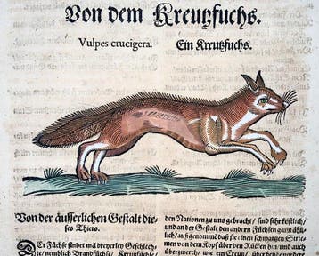 Conrad Gesner [1516-1565] - Fox & Mythological ichneumon -, Antiek en Kunst