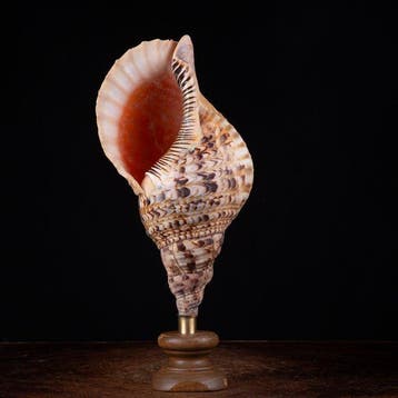 Extra Size - Grote Tritons trompet - Zeeschelp - Charonia