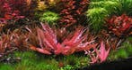 Cryptocoryne wendtii Flamingo - limited edition, Dieren en Toebehoren, Verzenden, Nieuw