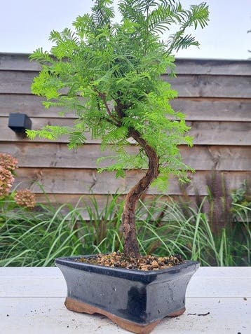 metasequoia bonsai in bonsaischaal - Hoogte (boom): 35 cm -