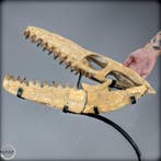 Natuurlijk fossiele schedel van een Mosasaurus. op metalen, Verzamelen, Mineralen en Fossielen
