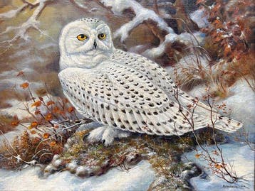 Herbert Schliefsteiner (1925-2009) - Sneeuwuil