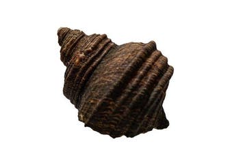 Grote zilvermond-turbanslak (Turbo argyrostoma) |