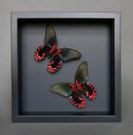 Vlinder Taxidermie volledige montage - Papilio rumanzovia -, Nieuw