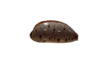 Cypraea lynx (Luchs-Kauri) – Prachtexemplaar voor, Antiek en Kunst