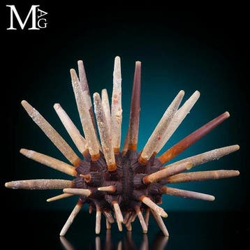 Slate Pencil Sea Urchin - Verzamelobject Phyllacanthus