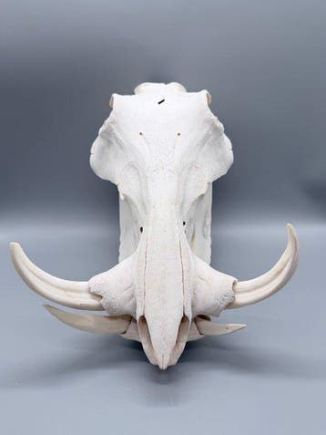 Wrattenzwijn Schedel - Phacochoerus africanus - 24 cm - 24