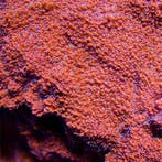 Montipora Snow Cap M (Ong. 6-7 cm), Dieren en Toebehoren, Verzenden, Nieuw