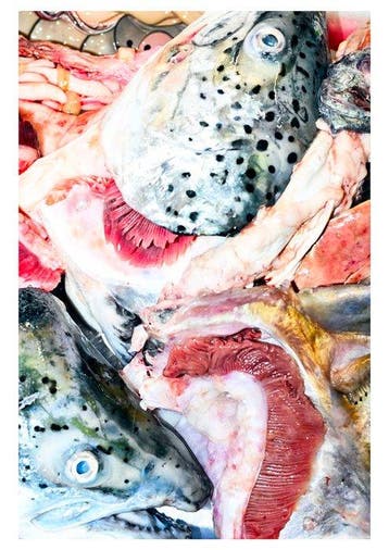 Roberto Cavalli - Fish market /#1150