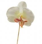 Orchidee Los CremeWit per stuk, Nieuw