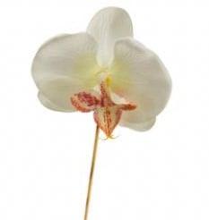 Orchidee Los CremeWit per stuk, Nieuw