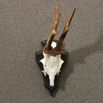 Reebok Gewei Taxidermie Opgezette Dieren By Max, Ophalen of Verzenden, Nieuw, Wild dier, Opgezet dier