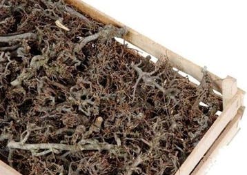 Bonsai krat ca. 100 stuks formaat krat 60x40 cm, Huis en Inrichting, Nieuw
