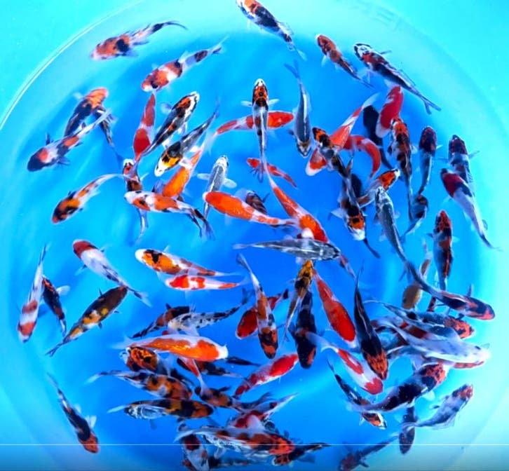 Sakamaki 13-16cm (Japanse Koi), Jardin & Terrasse, Étangs, Enlèvement ou Envoi