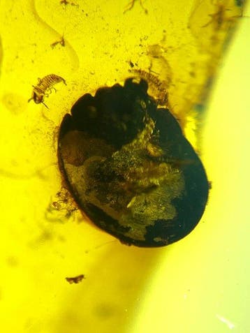 Fossiele cabochon (Zonder minimumprijs), Verzamelen