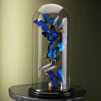 Vlinders in Stolp Taxidermie Opgezette Dieren By Max, Verzamelen, Dierenverzamelingen, Ophalen of Verzenden, Nieuw, Insect, Opgezet dier