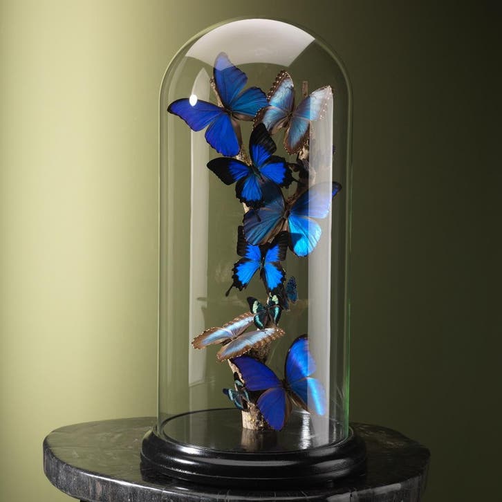 Vlinders in Stolp Taxidermie Opgezette Dieren By Max, Collections, Collections Animaux, Enlèvement ou Envoi