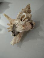 Conque Coquillage marin - chicoreus ramosus (Sans prix de, Antiek en Kunst