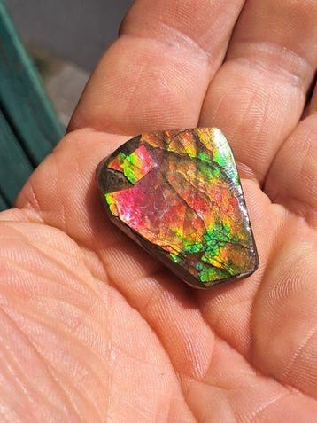 Ammoliet - Fossiel fragment - Placenticeras - 3.5 cm - 2.9