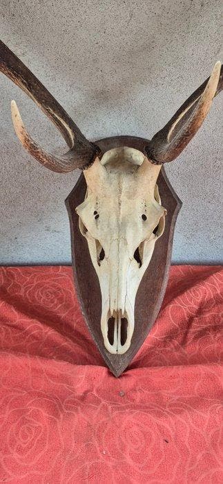 Edelhert Taxidermie wandmontage - Cervus elaphus - 8 cors -, Verzamelen, Dierenverzamelingen, Nieuw