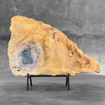 C - Prachtige plak versteend hout op een op maat gemaakte