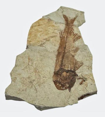 Vis - Gefossiliseerd dier - Fossil Fish from China, Verzamelen