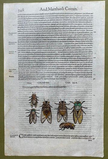 CICADAE. - 1565