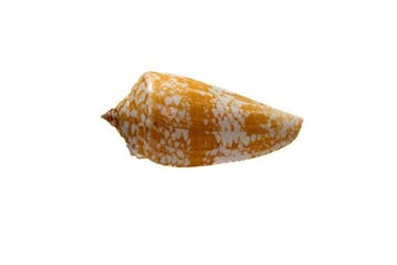 exclusief stuk  met herkomstgegevens/blad - oranje