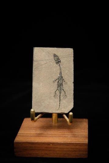 Reptile marin - Animal fossilisé - Keichousaurus sp. - 6 cm