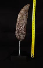 Fossiele tand - Replica Tyrannosaurus rex tooth - 30 cm