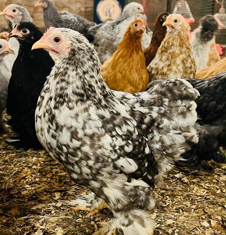 Sierkippen @ Paradijshof, Dieren en Toebehoren, Pluimvee | Toebehoren, Overige typen, Nieuw, Ophalen