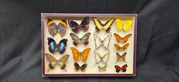 Large World Months wood box - ex French Mr Amédro Collection, Nieuw