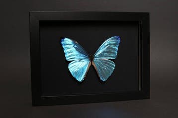 Vlinder Taxidermie volledige montage - Morpho adonis - 18 cm, Verzamelen