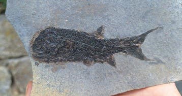 Fossiele straalvinnige vissen - Gefossiliseerd dier -, Verzamelen