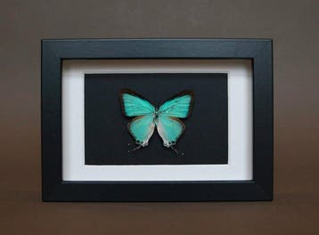 Vlinder Taxidermie volledige montage - Pseudo damo - 10 cm -, Nieuw