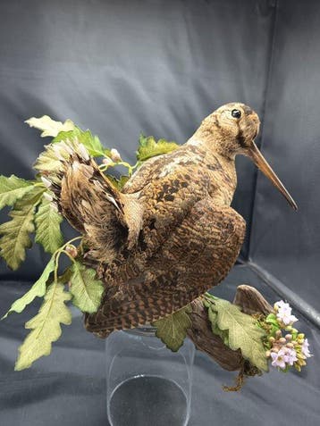 Houtsnip Taxidermie replica montage - Colopax rusticola - 24, Nieuw