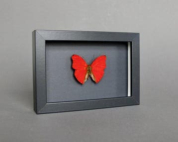 Papillon Support de corps entier pour taxidermie - Cymothoe