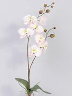 Orchidee phalaenopsis zachtroze zijden plant blad en wortel, Nieuw