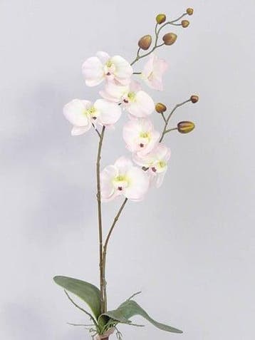 Orchidee phalaenopsis zachtroze zijden plant blad en wortel
