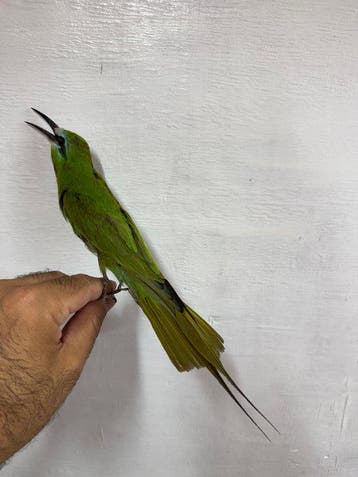 Bijeneter Taxidermie volledige montage - Merops sp - 1 cm -, Verzamelen, Dierenverzamelingen, Nieuw